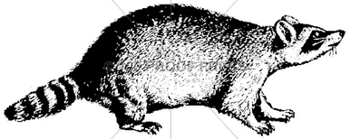 100 Proof Press Rubber Stamp Crouching Racoon