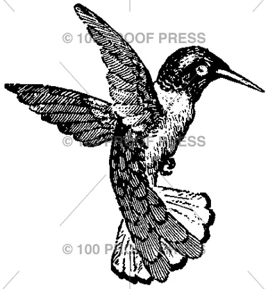 100 Proof Press Rubber Stamp Hummingbird